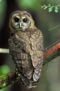 bird owl